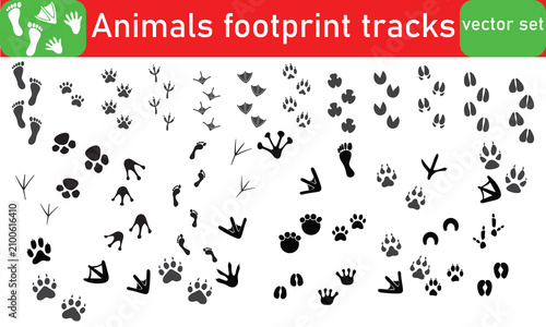 Tableau sur toile Animals footprint tracks