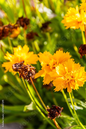 Tableau sur toile Coreopsis grandiflora pertenece a la familia Asteraceae.