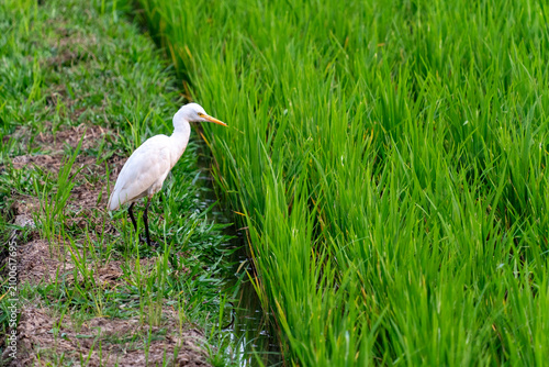 Obraz na płótnie Profile shot of a single white egret standing on a grassy path next to a lush gr