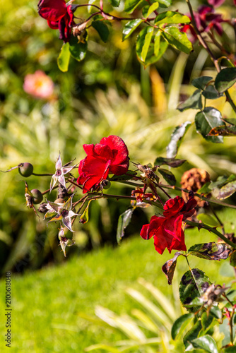 Foto Rosa sp pertenece a la familia Rosaceae.