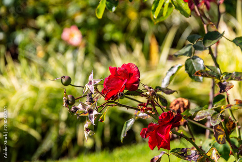 Konstfotografi Rosa sp pertenece a la familia Rosaceae.