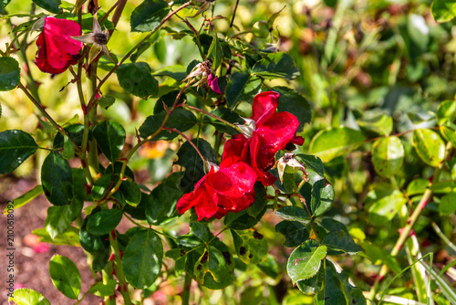 Принти на полотні Rosa sp pertenece a la familia Rosaceae.