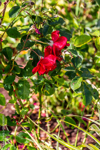 Bild auf Leinwand Rosa sp pertenece a la familia Rosaceae.