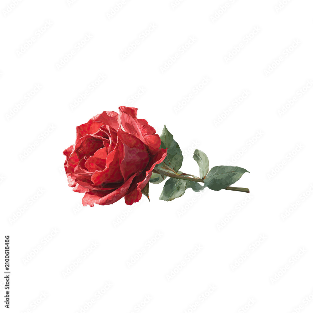 Fototapeta premium Single blooming red rose flower with green leaves detailed botanical floral illustration on transparent background