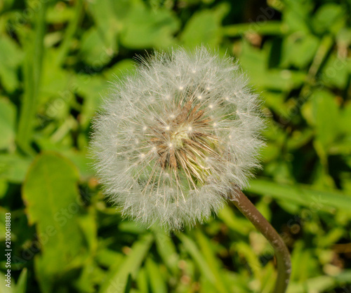 Foto Dandelion Seed Head Against Lush Green Foliage Macro Shot