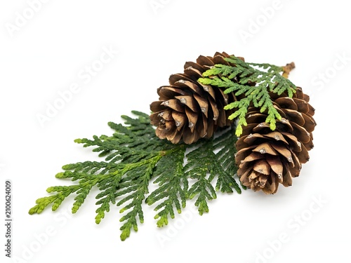 Natural pine cones and evergreen branch for holiday decoration and winter design, isolated on white background