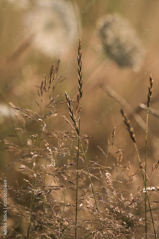 Fototapeta premium Feine blühende Gräser am Feldrand im Sommer bei großer Hitze im Juli