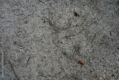 Fotografie A detailed, high-angle close-up texture shot of a natural Florida ground surface, consisting of sand, fine crushed shell debris, and scattered organic twigs and a leaf