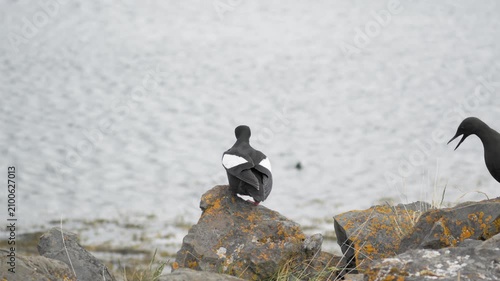 Black Guillemot Jumping off a Coastal Rock in Iceland 4K Wildlife Footage