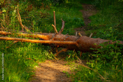 Photography Fallen tree blocking forest trail