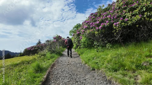 Hiker walking along the Round Bald Trail at Roan Mountain, surrounded by lush green forest and blooming purple rhododendron flowers in spring