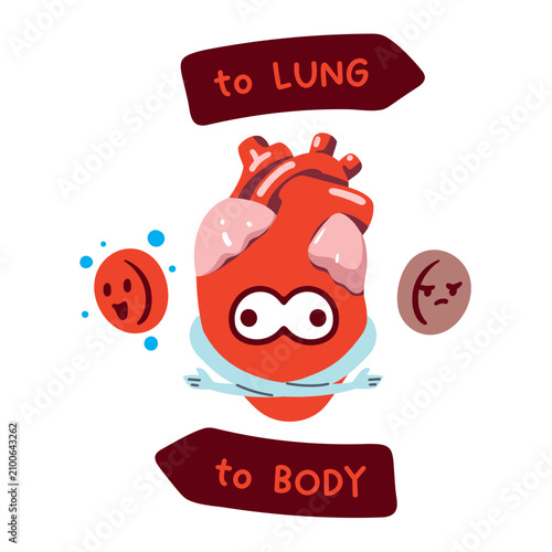 Cartoon anatomy graphic of the human heart pumping blood to the lungs and body. Excellent for creating kids' physiology books, healthcare infographics, and playful educational animations.
