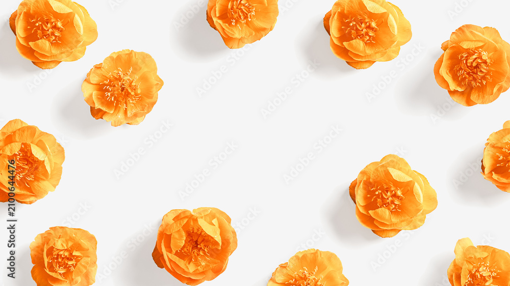 Fototapeta premium Spring floral frame, Fresh Trollius or Globeflower flowers. Orange wild peony blossoms as greeting card. Minimal nature flowery still life, blooming plants on white background with empty space