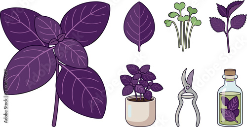 Принти на полотні Aromatic purple basil herb vector illustration set with fresh leaves potted plant garden pruners microgreens and infused oil bottle isolated on white background