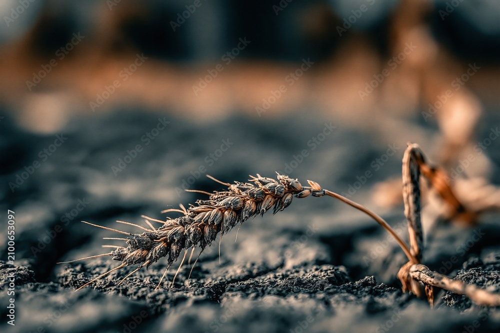 Obraz premium Close-up of a single dry wheat stalk resting on cracked earth, symbolizing harvest and agriculture