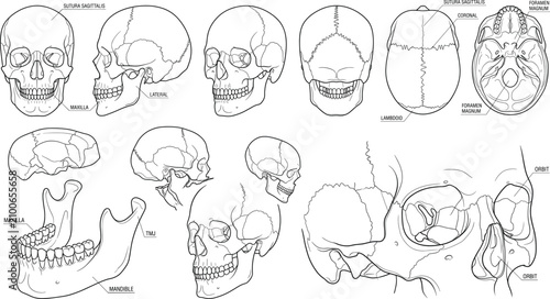 Quadro su tela Detailed Human Skull Anatomy Vector Line Art Set with Cranial Views, Bone Struct