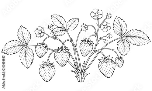 Hand Drawn Premium Strawberry Plant Botanical Engraving