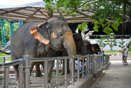 PATTAYA, THAILAND – JUNE 10, 2026: Asian elephants greet visitors at The Million Years Stone Park & Pattaya Crocodile Farm.