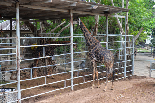 PATTAYA, THAILAND – JUNE 10, 2026: Visitors feed reticulated giraffes at The Million Years Stone Park & Pattaya Crocodile Farm.