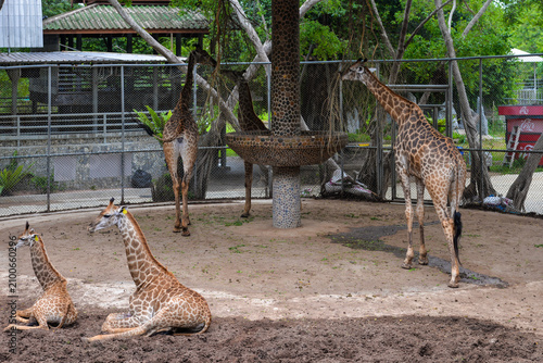 PATTAYA, THAILAND – JUNE 10, 2026: Visitors feed reticulated giraffes at The Million Years Stone Park & Pattaya Crocodile Farm.