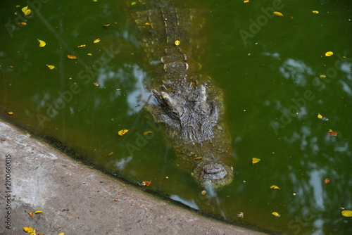 PATTAYA, THAILAND – JUNE 10, 2026: Siamese crocodiles rest around a pond at The Million Years Stone Park & Pattaya Crocodile Farm.