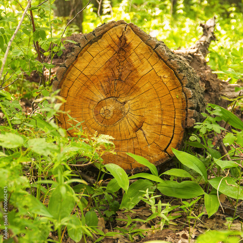 Tree stump with visible growth rings in forest
