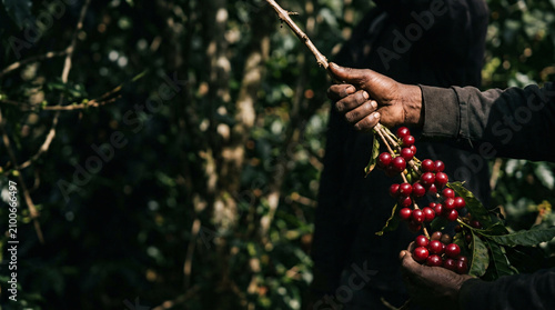 A close-up shot captures a pair of hands delicately harvesting ripe red coffee cherries from a branch amidst a lush, green coffee plantation, highlighting the organic process of coffee cultivation.