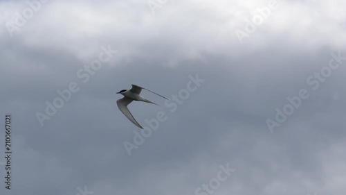 Arctic Tern Flying Through Icelandic Landscape 4K Slow Motion Wildlife Footage