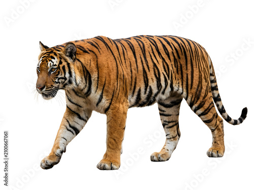 Sunda Tiger Walking PNG