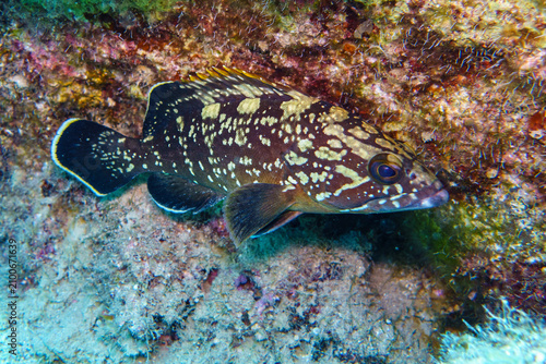 fish on coral reef