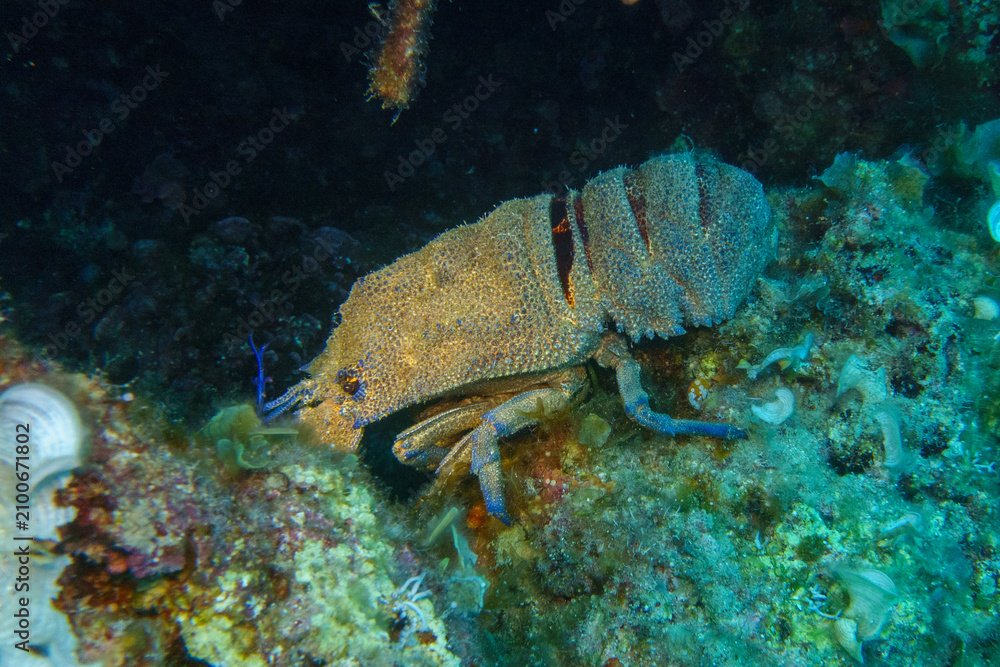 Obraz premium blue lobster