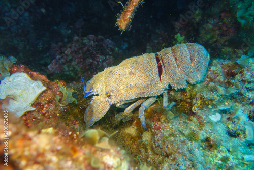 blue lobster