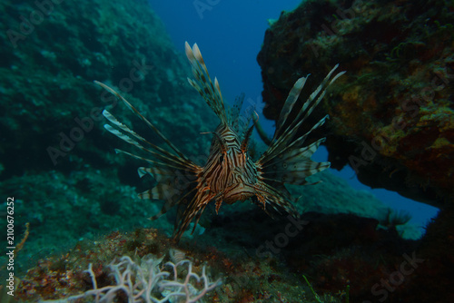 coral reef with fish