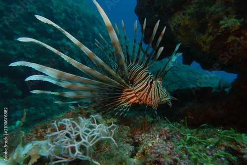 coral reef with fish