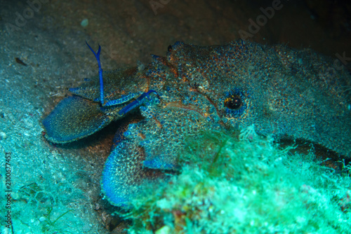 blue lobster