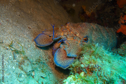 blue lobster