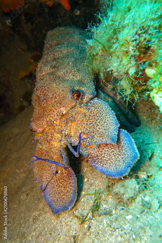 blue lobster