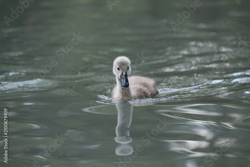 Fotografi Cute little grey swan cygnet swimming on a calm water surface with a perfect mirror reflection and copy space