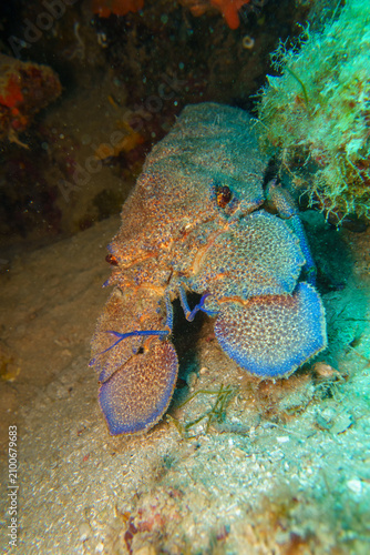 blue lobster