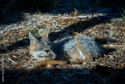 Obraz na płótnie gray fox resting on mulch