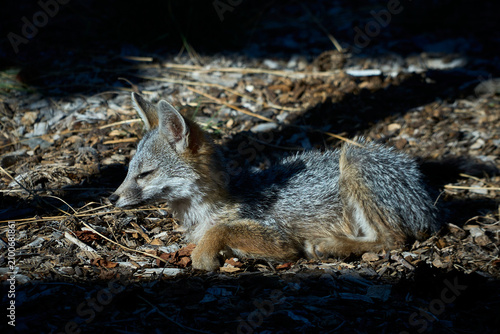 Obraz na płótnie gray fox resting