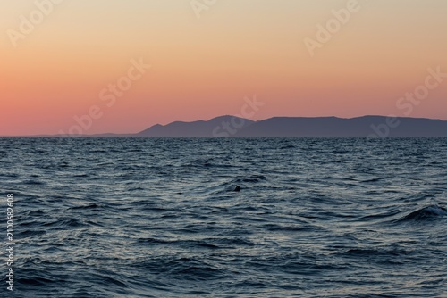 A serene evening seascape showing a single seal swimming in the deep blue water, with a soft pink-orange horizon, mountain ridges, and tiny birds flying in the distance
