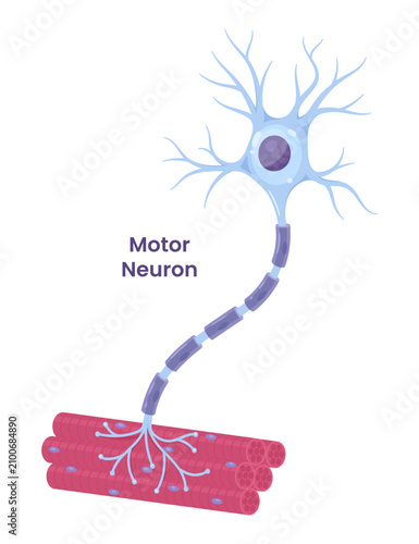 Vector illustration of a motor neuron. Nervous system	