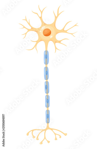 Illustration of neuron anatomy. Vector infographic