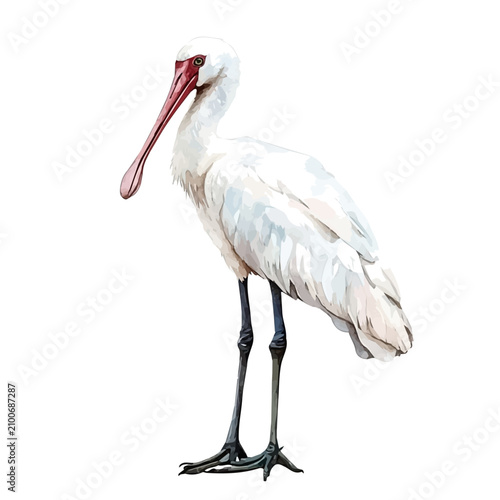 Принти на полотні watercolor of Spoonbill, vector, isolated on a white background.