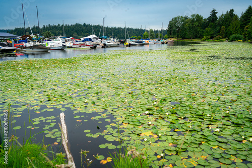 Water Lilies And Marina