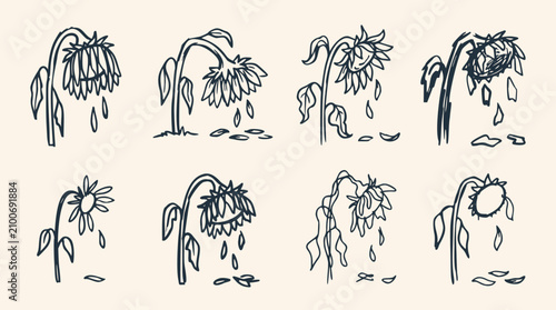 Foto Eight wilting sunflowers with drooping heads and falling petals in a hand-drawn