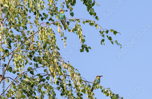 Bienenfresser