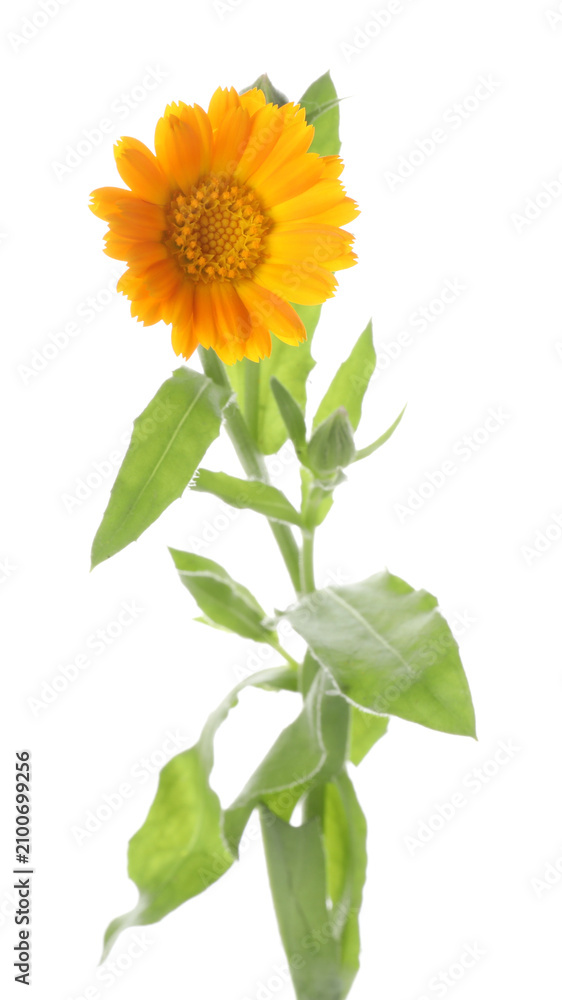 Fototapeta premium One bright calendula flower isolated on white