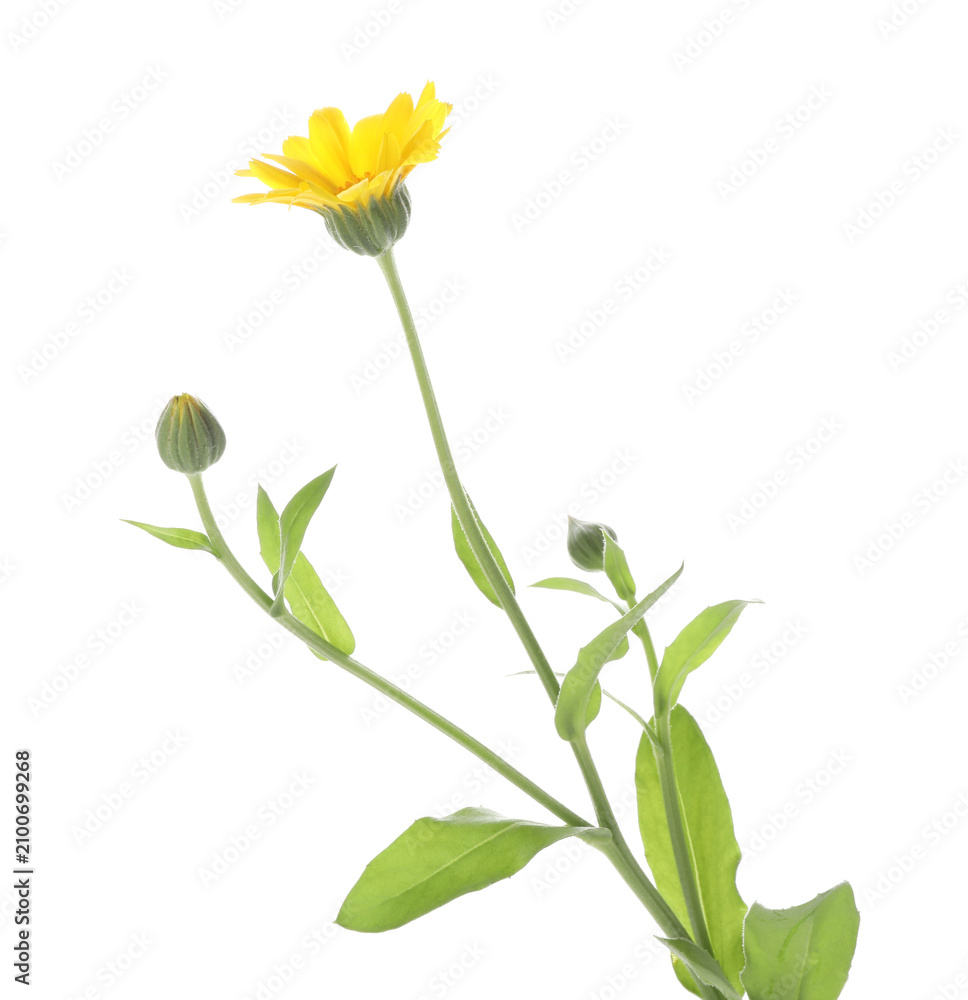 Fototapeta premium Beautiful calendula flower with leaves isolated on white